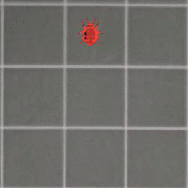 Castle merge animation