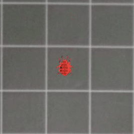 Five pieces placed in a plus pattern merge into a Cross