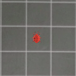 Three in a line merge into a Bar