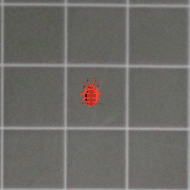 Basic piece on the board