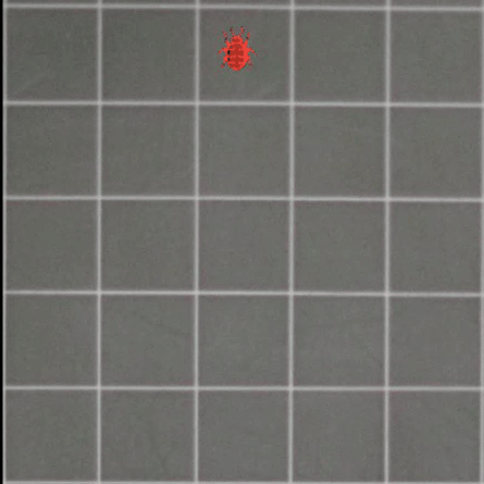 Diamond pattern merges into a Queen