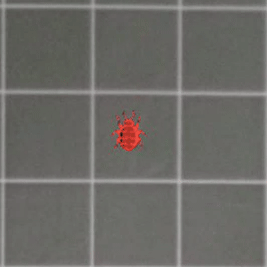 X pattern merges into a Sniper